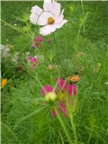 cosmos